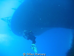 Diver starts to explore the P29 off Malta at Cirkewwa. Or... by Giles Harvey 